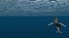 Humpback Whale (Animowany)
