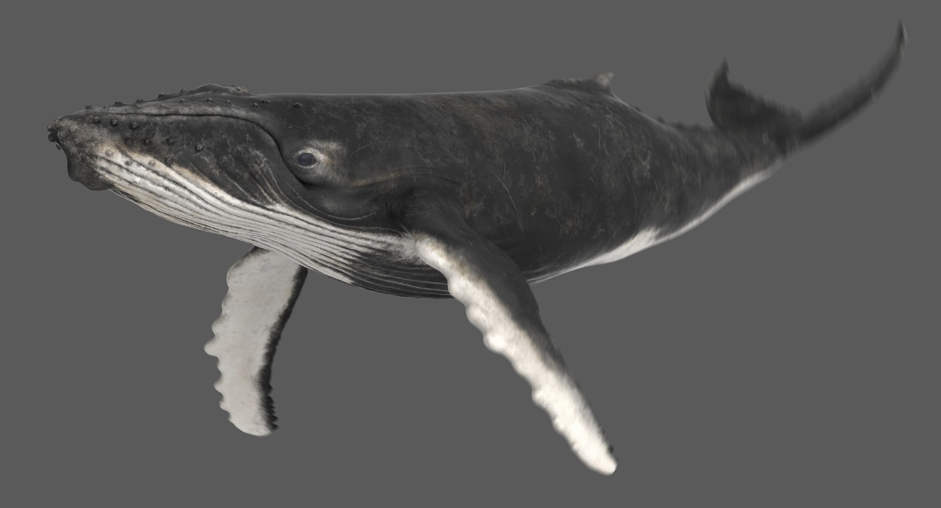 3D model humpback whale animation https://p.turbosquid.com/ts-thumb/3q/rRhqyD/YxYHz86M/ra03/jpg/1559835033/1920x1080/fit_q87/6185d1fe85a89d6bd88ba886776989ad7b84a7c3/ra03.jpg