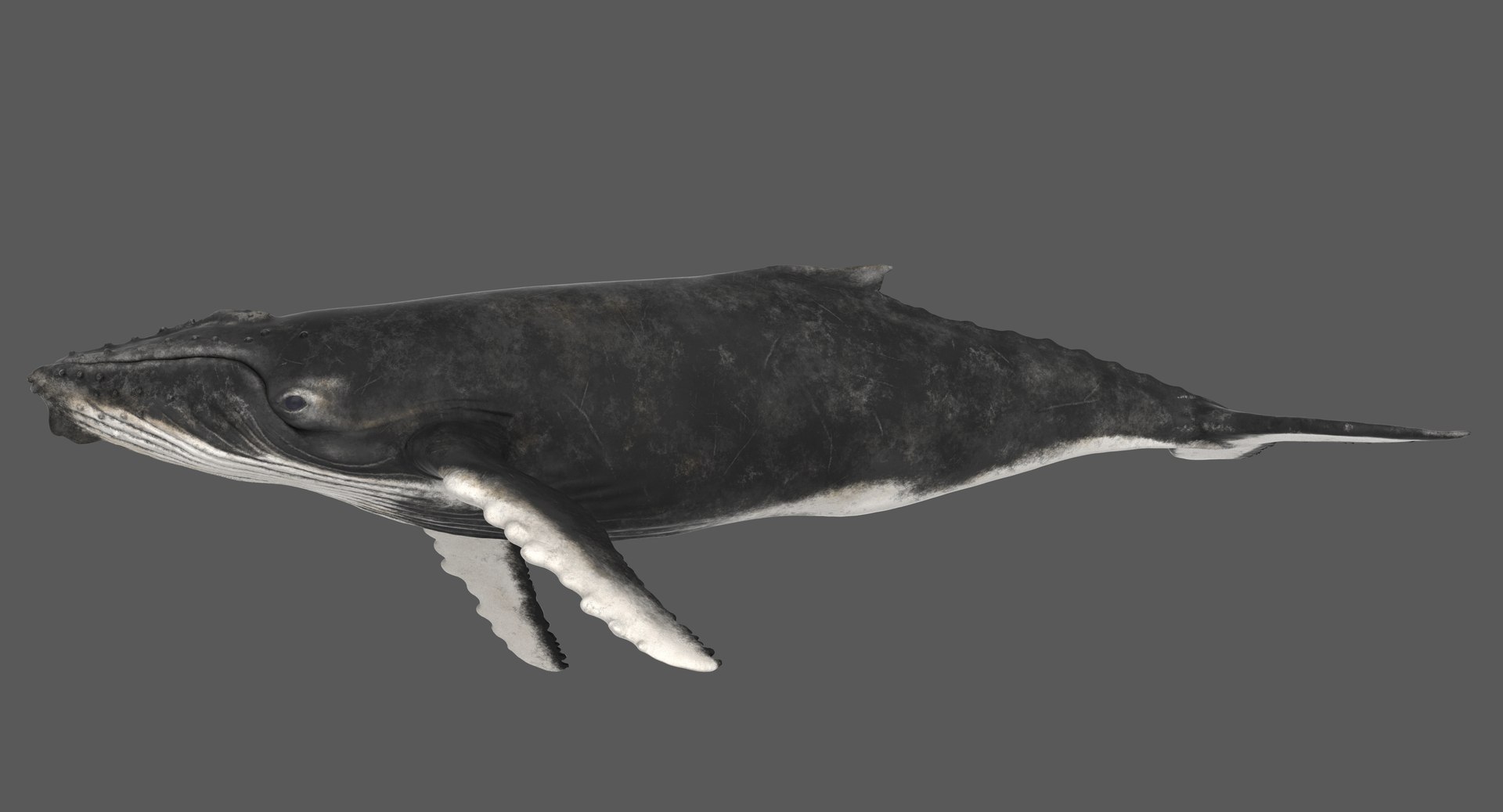 3D model humpback whale animation https://p.turbosquid.com/ts-thumb/3q/rRhqyD/e3esXk09/humpbackwhale_poses_008/jpg/1559672894/1920x1080/fit_q87/4310780ae2f995973f5df8a8a9cc8cb95918af29/humpbackwhale_poses_008.jpg