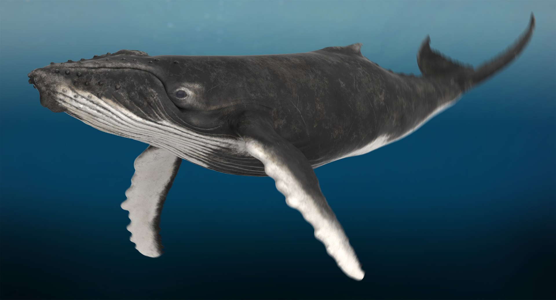 3D model humpback whale animation - TurboSquid 1413949