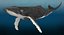 Humpback Whale (Animowany)