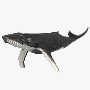 3D model humpback whale animation