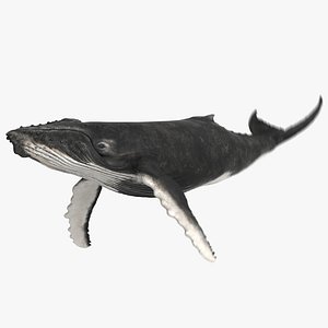 Humpback Whale (Animated)