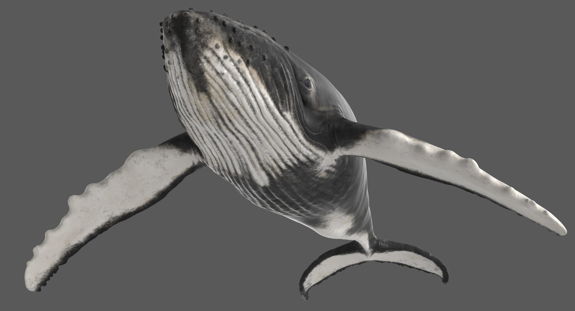 3D model humpback whale animation https://p.turbosquid.com/ts-thumb/3q/rRhqyD/zpZB0Sd6/humpbackwhale_poses_006/jpg/1559672894/1920x1080/fit_q87/3e61316fb62b67d8fadfe5b5a7e4c8f0e2c499e8/humpbackwhale_poses_006.jpg