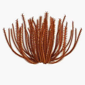 Finger Coral