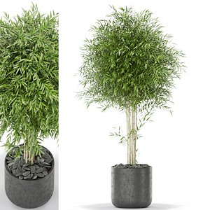 3D bambusoideae bamboo flower model