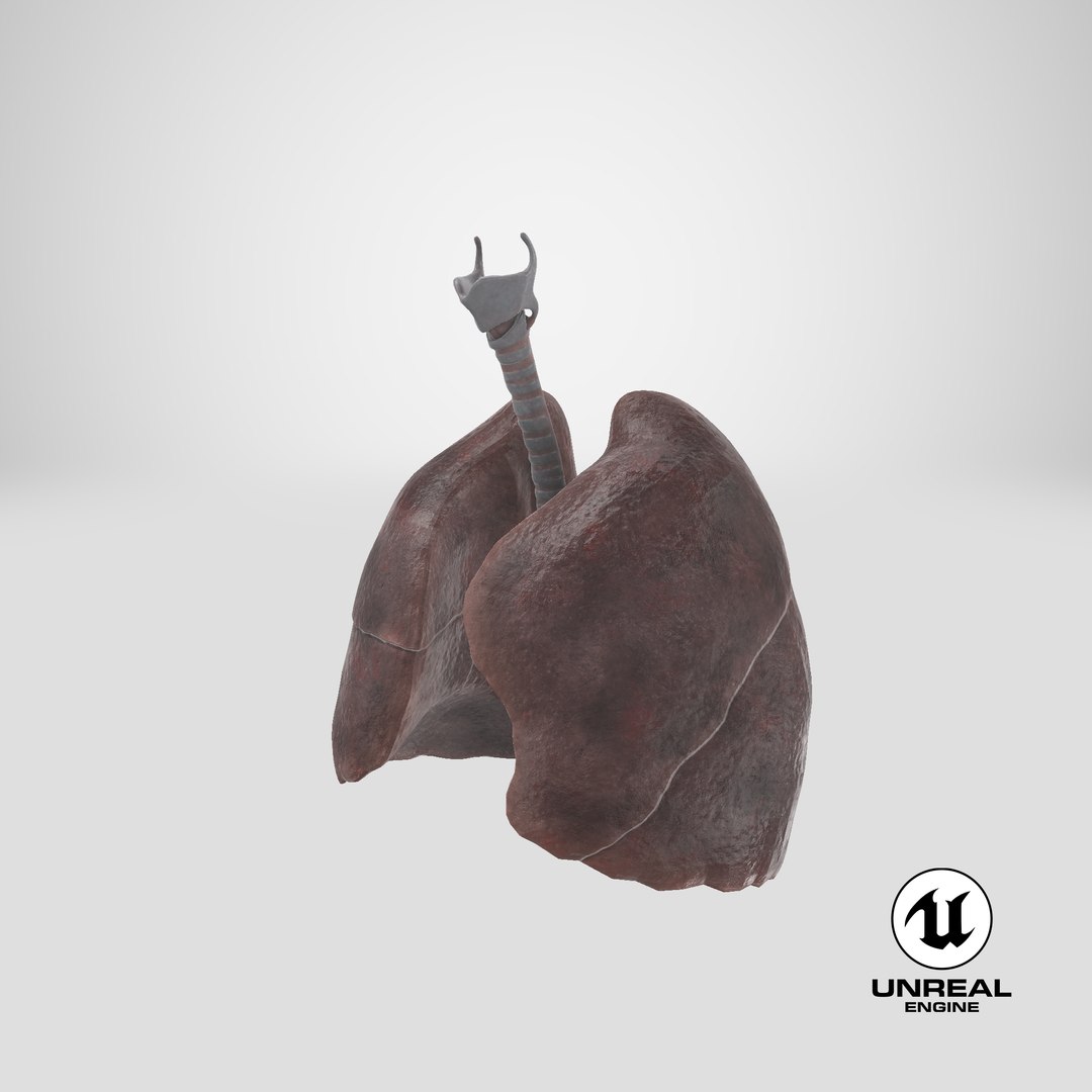 Smoker Lungs Anatomy 3D - TurboSquid 1912047