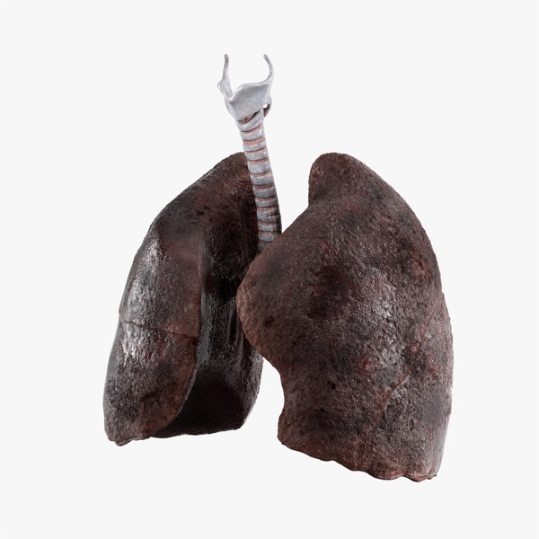 Lungs 3D Models for Download | TurboSquid