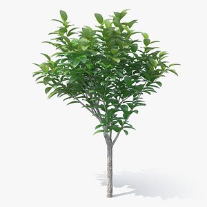 3D model small tree