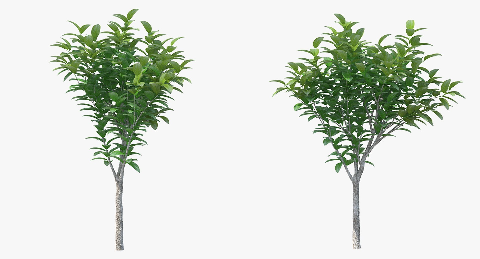3D model small tree - TurboSquid 1378759