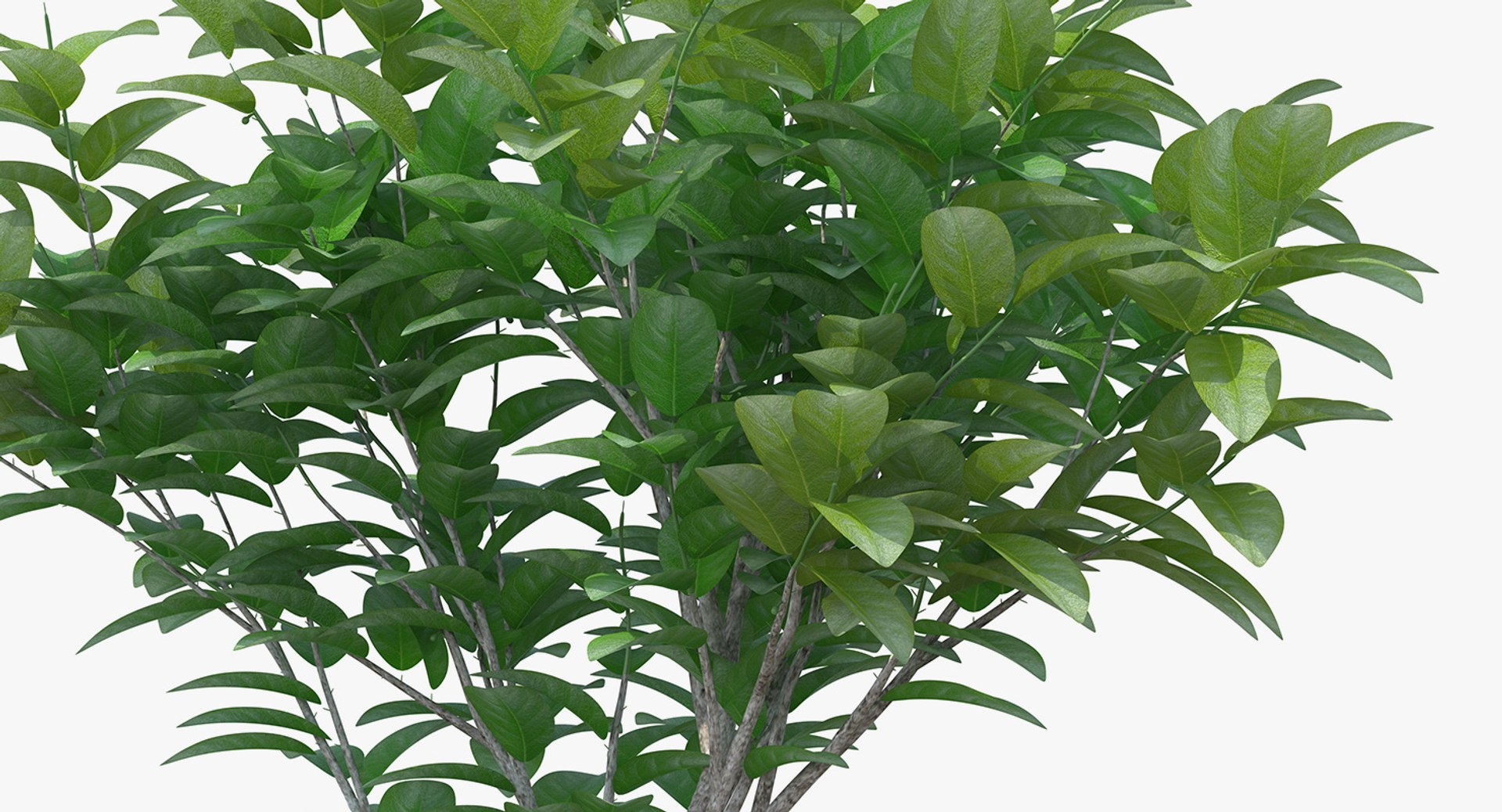 3D Model Small Tree - TurboSquid 1378759