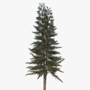 3D casuarina australian pine tree model