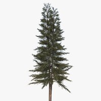 Australian Pine