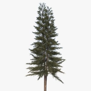 Australian Pine