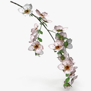 cherry blossom branch model