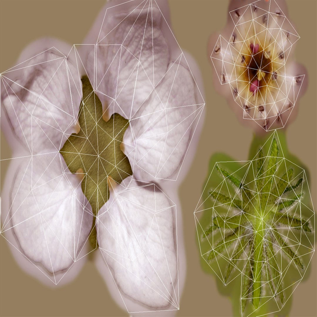 cherry blossom branch model https://p.turbosquid.com/ts-thumb/3r/c2bnBf/HJ/flower_uv/jpg/1612986048/1920x1080/fit_q87/e3429c4c936f3f09f8f596f1fded46b349c1d1cb/flower_uv.jpg