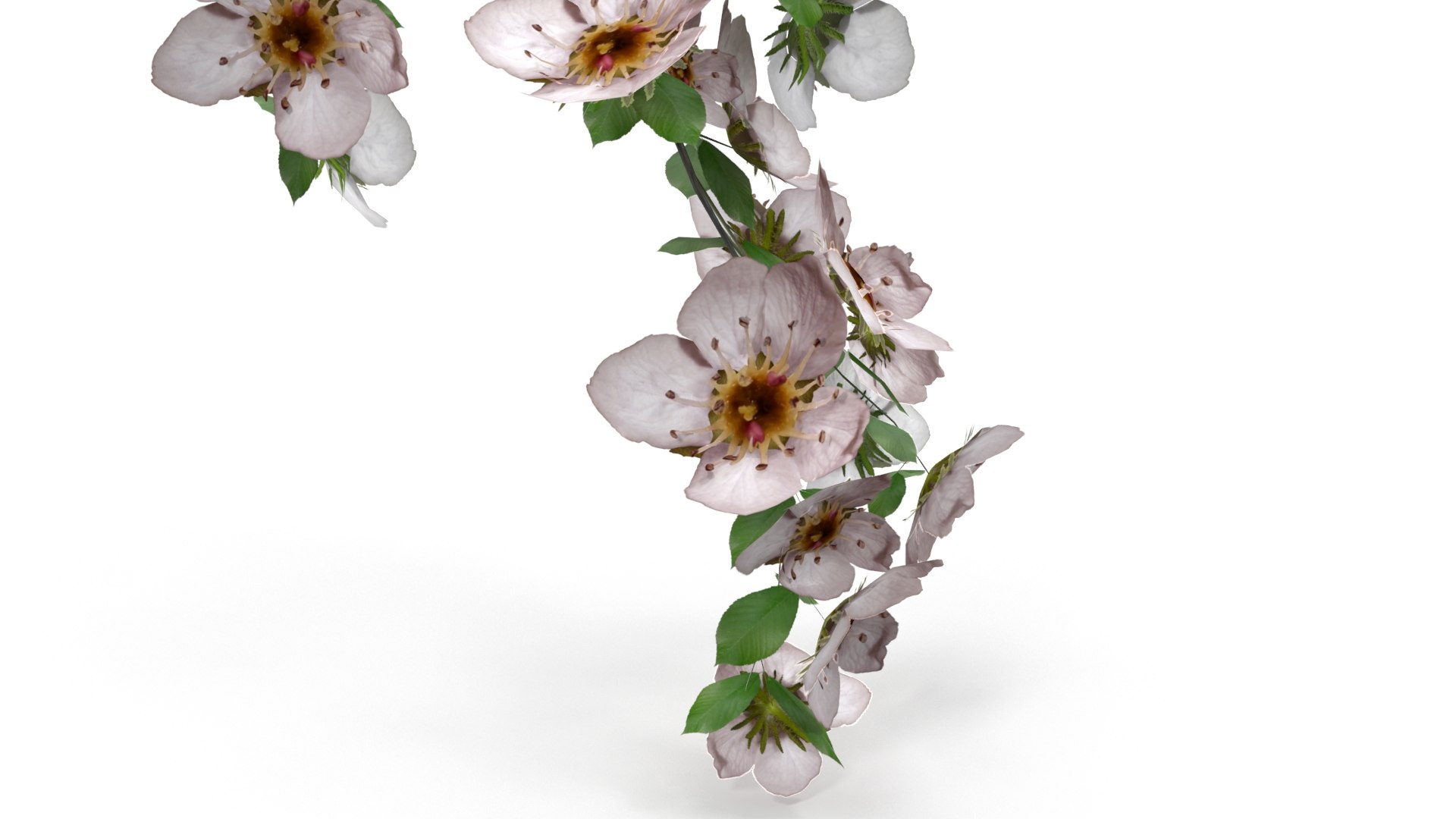 cherry blossom branch model https://p.turbosquid.com/ts-thumb/3r/c2bnBf/Wl/cherryblossombranch_render_color0003/jpg/1612985931/1920x1080/fit_q87/72268926dab5ebcc661b1de7170697de17d8ad58/cherryblossombranch_render_color0003.jpg
