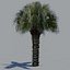 tree palm 16