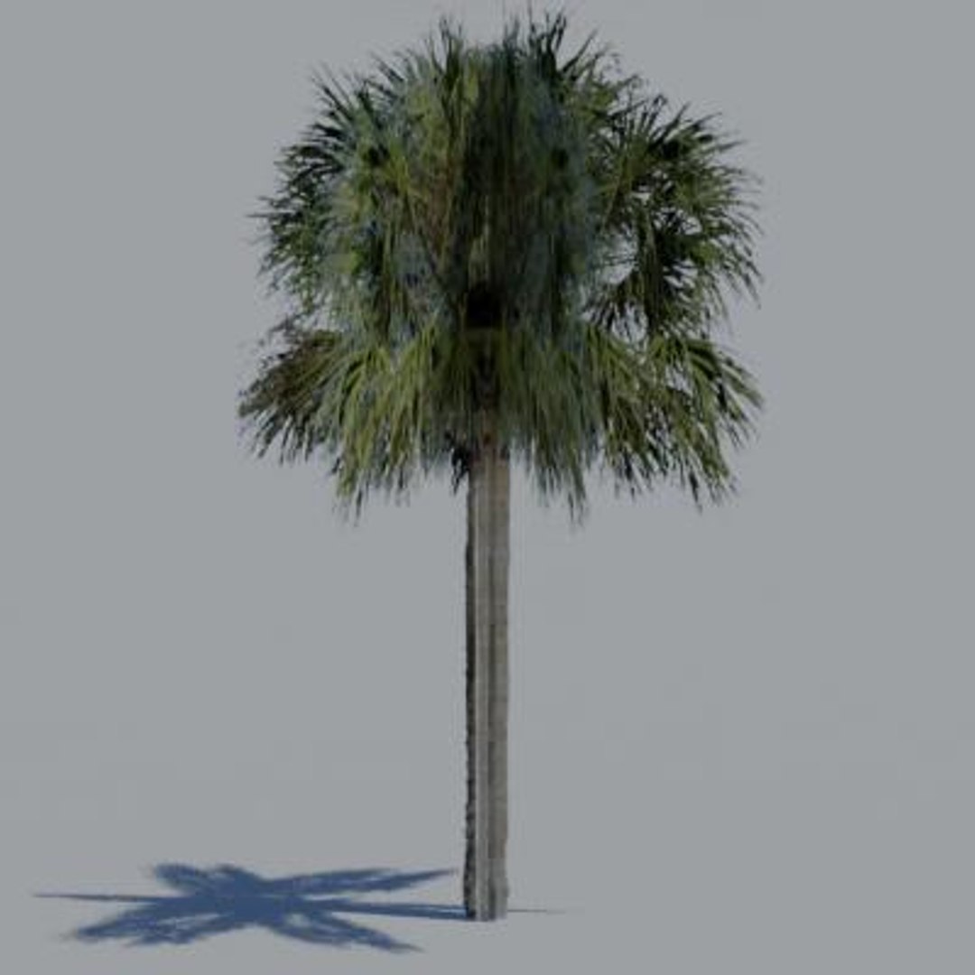 16 palm trees 3ds https://p.turbosquid.com/ts-thumb/3r/g5r4mp/72XTrJYK/paa07/jpg/1200930374/1920x1080/fit_q87/ce6fdfdca308c27f022f456431cb9eb79be938ce/paa07.jpg