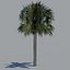tree palm 16