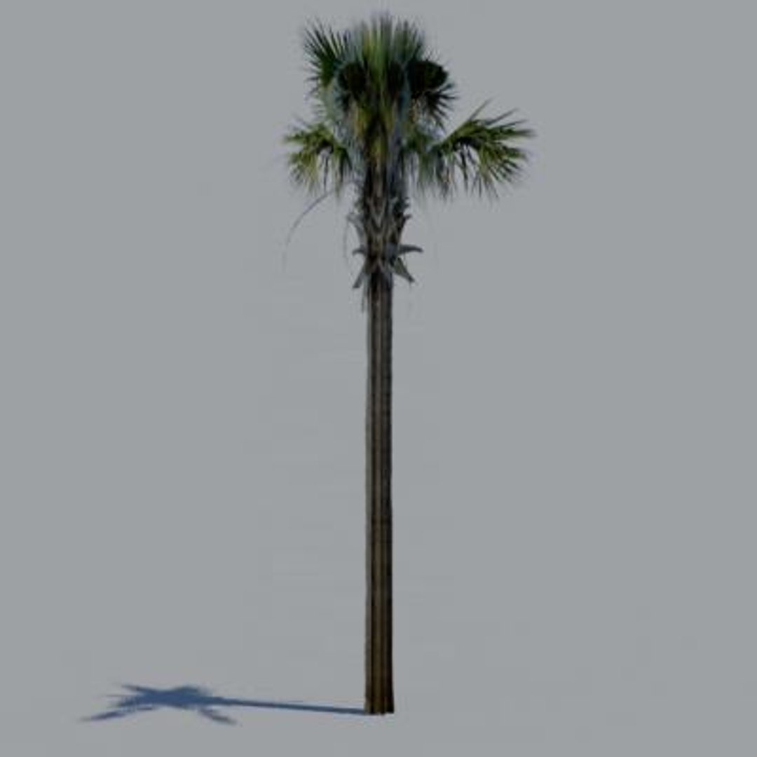 16 palm trees 3ds https://p.turbosquid.com/ts-thumb/3r/g5r4mp/Fv79w73l/paa13/jpg/1200930087/1920x1080/fit_q87/0037c61235e5487de6ff79580a7be12d6d360c2d/paa13.jpg