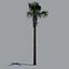 tree palm 16
