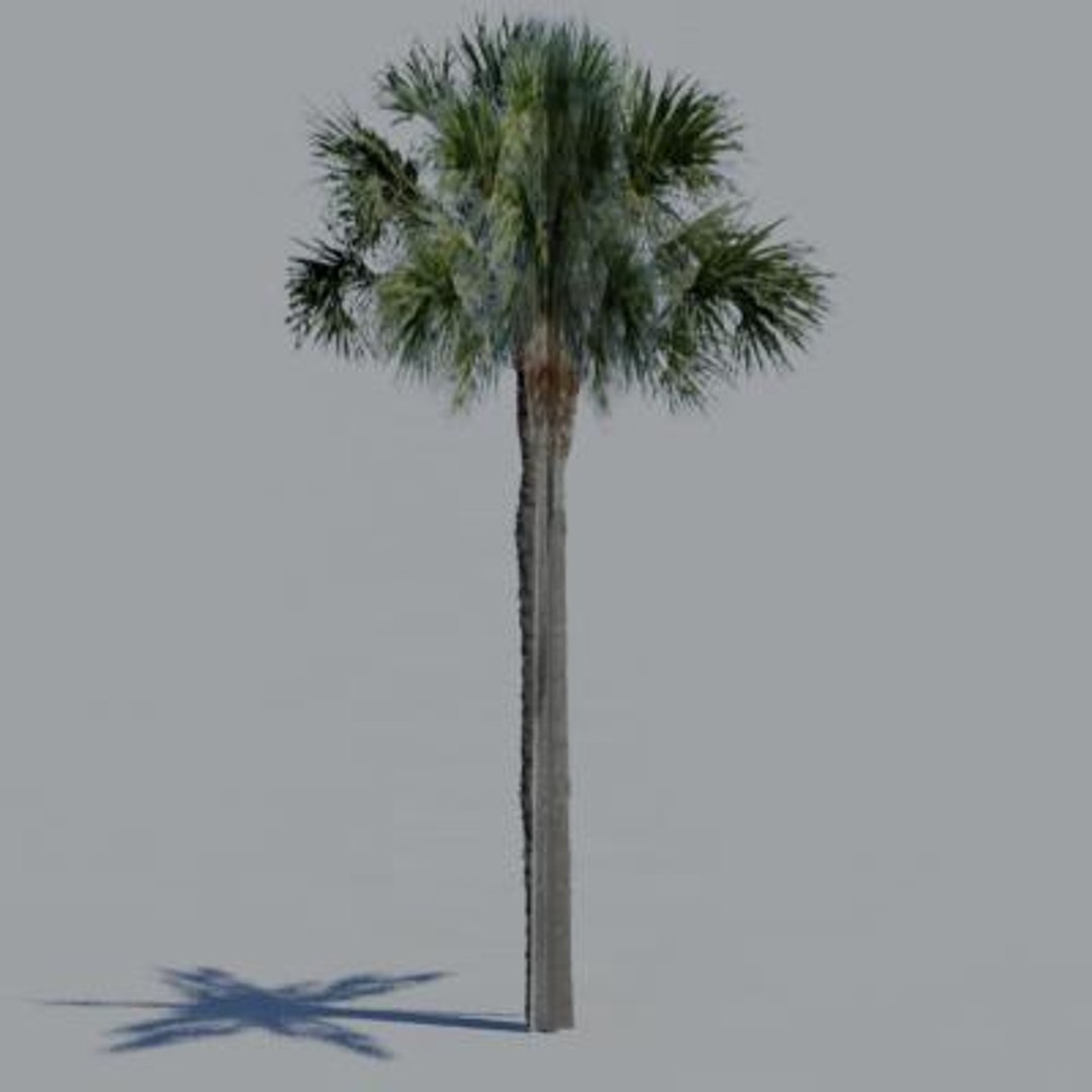 16 palm trees 3ds https://p.turbosquid.com/ts-thumb/3r/g5r4mp/IVr6fcBY/paa05/jpg/1200930363/1920x1080/fit_q87/1d95419c08bb8977e13220b305d9e099b94acf80/paa05.jpg