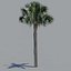 tree palm 16