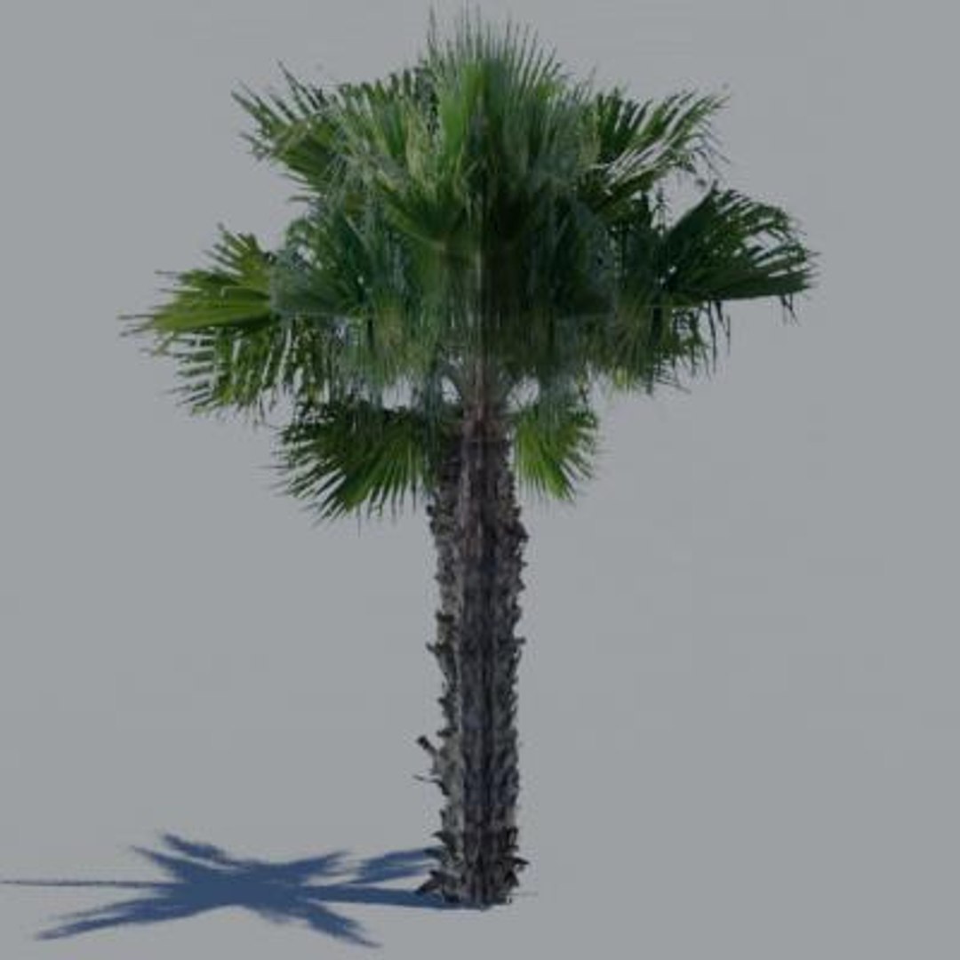 16 palm trees 3ds https://p.turbosquid.com/ts-thumb/3r/g5r4mp/L4bhjV8G/paa04/jpg/1200930358/1920x1080/fit_q87/78b82b18e198a78dfc6cc6ee22d9a9b92fac378c/paa04.jpg