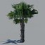 tree palm 16