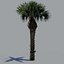 tree palm 16