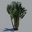 tree palm 16