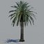 tree palm 16