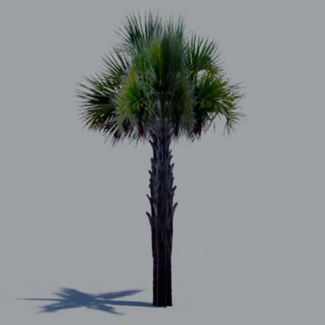16 palm trees 3ds https://p.turbosquid.com/ts-thumb/3r/g5r4mp/i90IUrq4/paa17/jpg/1200930109/1920x1080/fit_q87/849345118d159647ecc4f4ed755c58653fa2930b/paa17.jpg