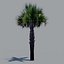 tree palm 16