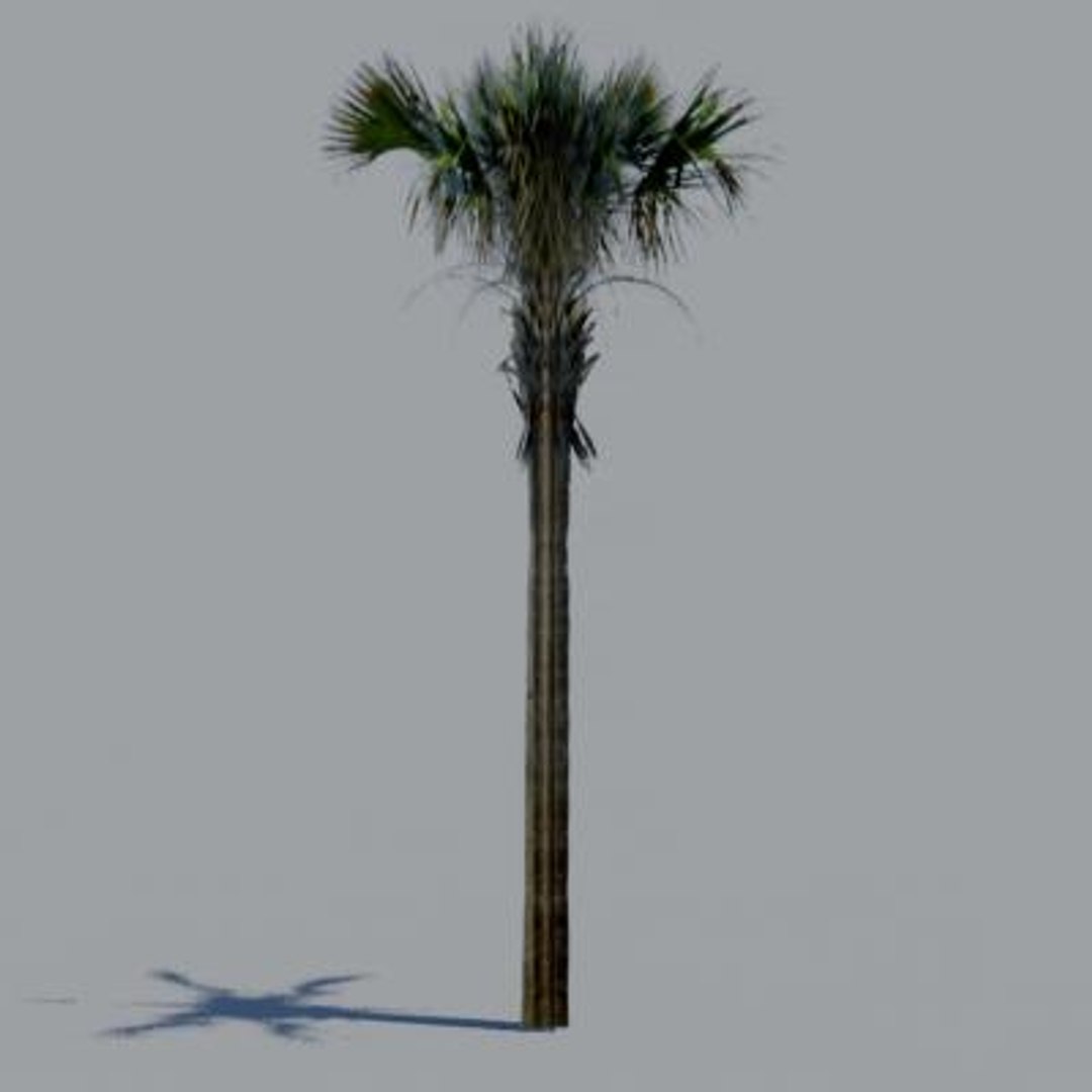 16 palm trees 3ds https://p.turbosquid.com/ts-thumb/3r/g5r4mp/kYYeneHv/paa12/jpg/1200930082/1920x1080/fit_q87/393e3a3a8f20fbbc540ae499d1c2276b08fb4114/paa12.jpg