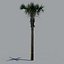 tree palm 16