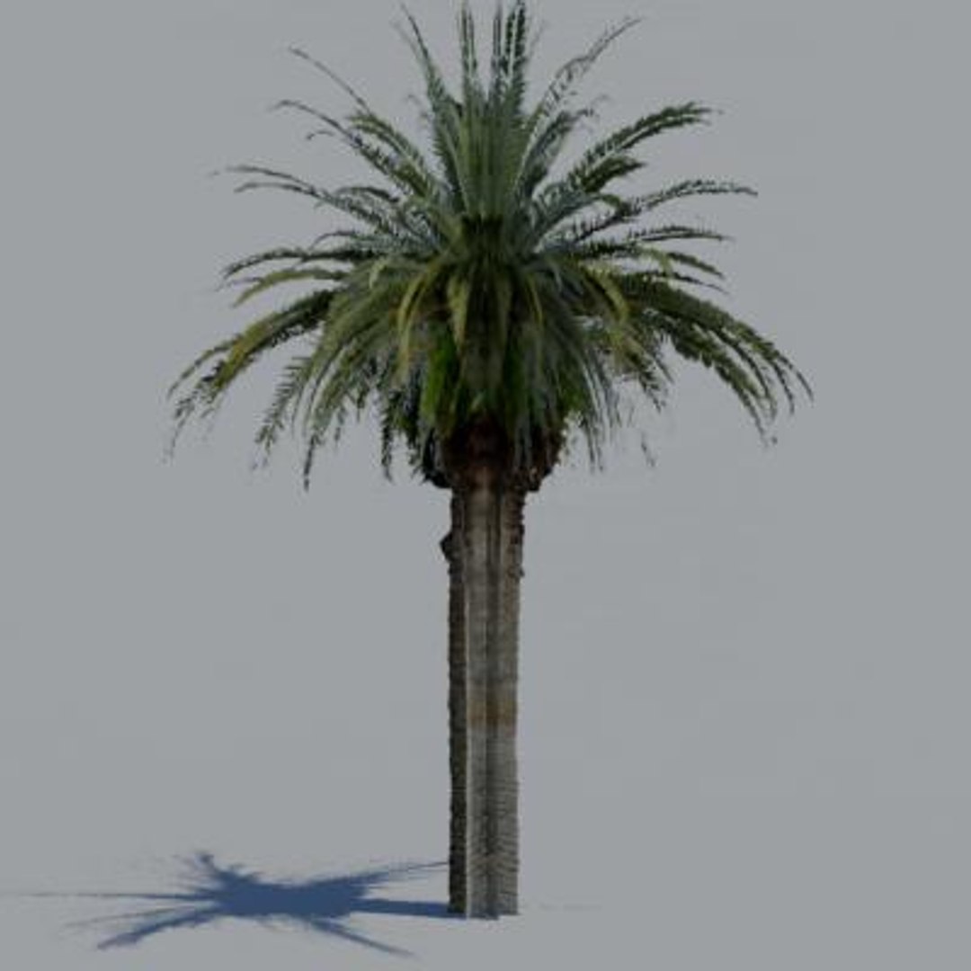 16 palm trees 3ds https://p.turbosquid.com/ts-thumb/3r/g5r4mp/oFMSrj37/paa10/jpg/1200930390/1920x1080/fit_q87/cab02e9ddcee4ea31f524a8df8eafebf0cb467b1/paa10.jpg