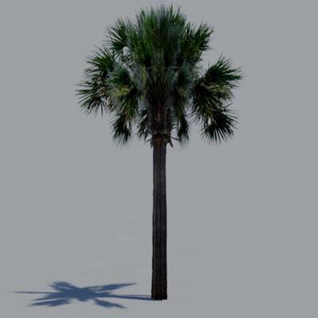 16 palm trees 3ds https://p.turbosquid.com/ts-thumb/3r/g5r4mp/sxvabHGJ/paa16/jpg/1200930103/1920x1080/fit_q87/1dbe55cd035a3b01866e6cc859d61af5939c1ad3/paa16.jpg