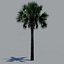 tree palm 16