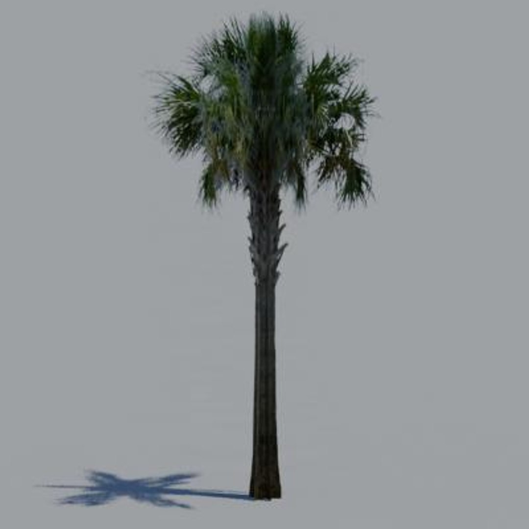 16 palm trees 3ds https://p.turbosquid.com/ts-thumb/3r/g5r4mp/vmCkZGM2/paa15/jpg/1200930098/1920x1080/fit_q87/5cd07fcba3cd61138b4e8f4f140d574846fcb270/paa15.jpg