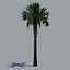 tree palm 16