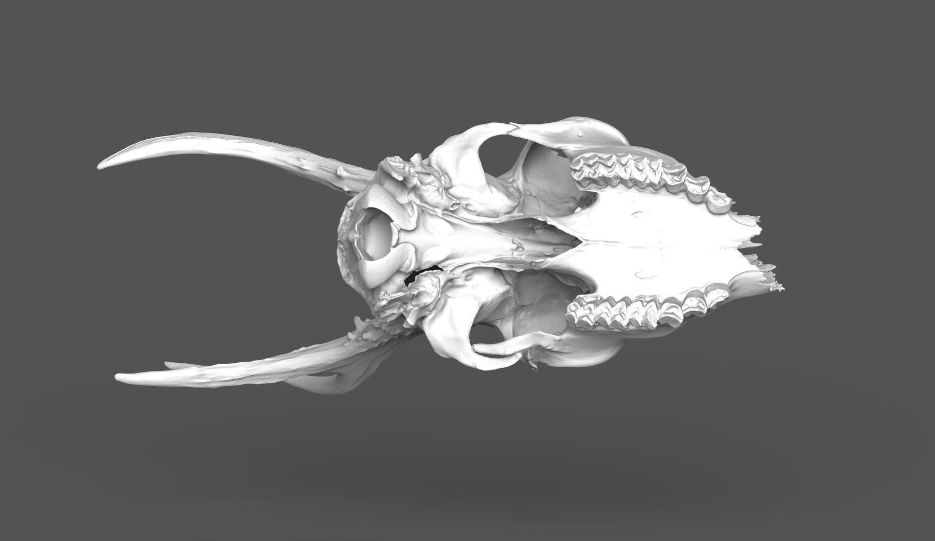 Naturally Weathered European Roe Deer Skull - No Lower Jaw 3D Model ...