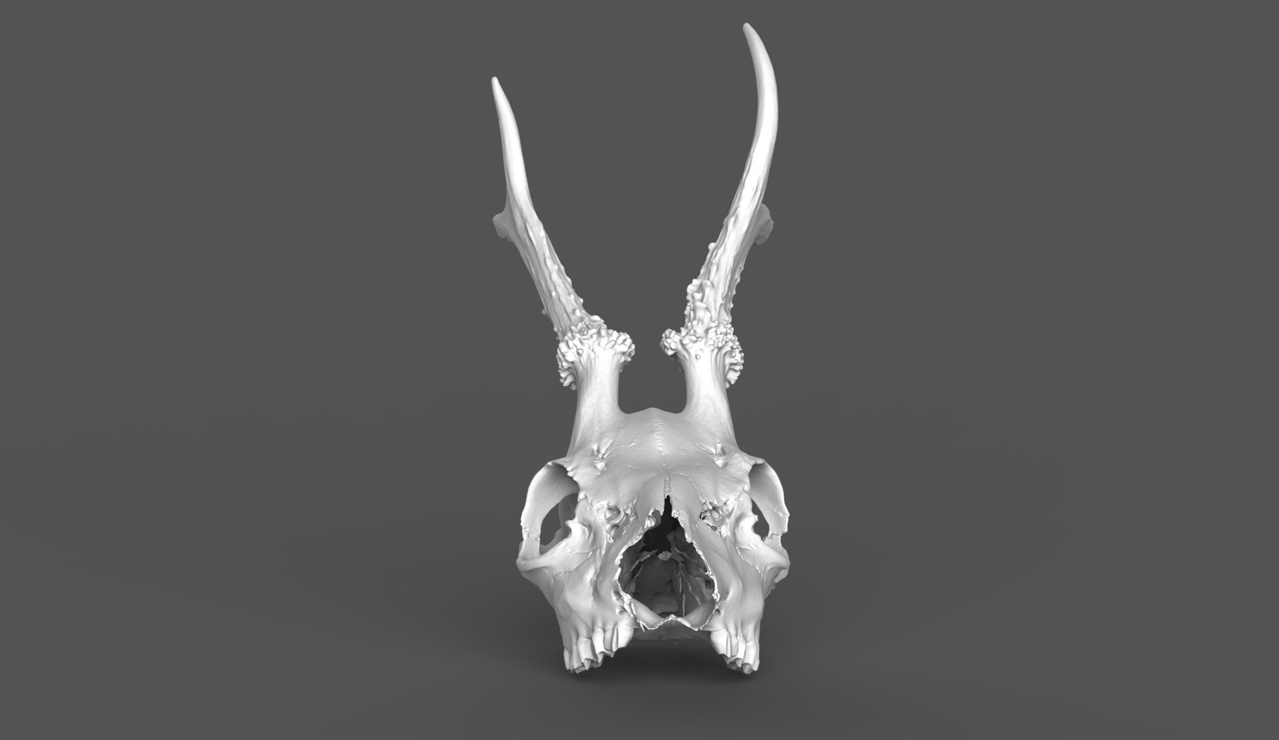Naturally Weathered European Roe Deer Skull - No Lower Jaw 3D Model ...