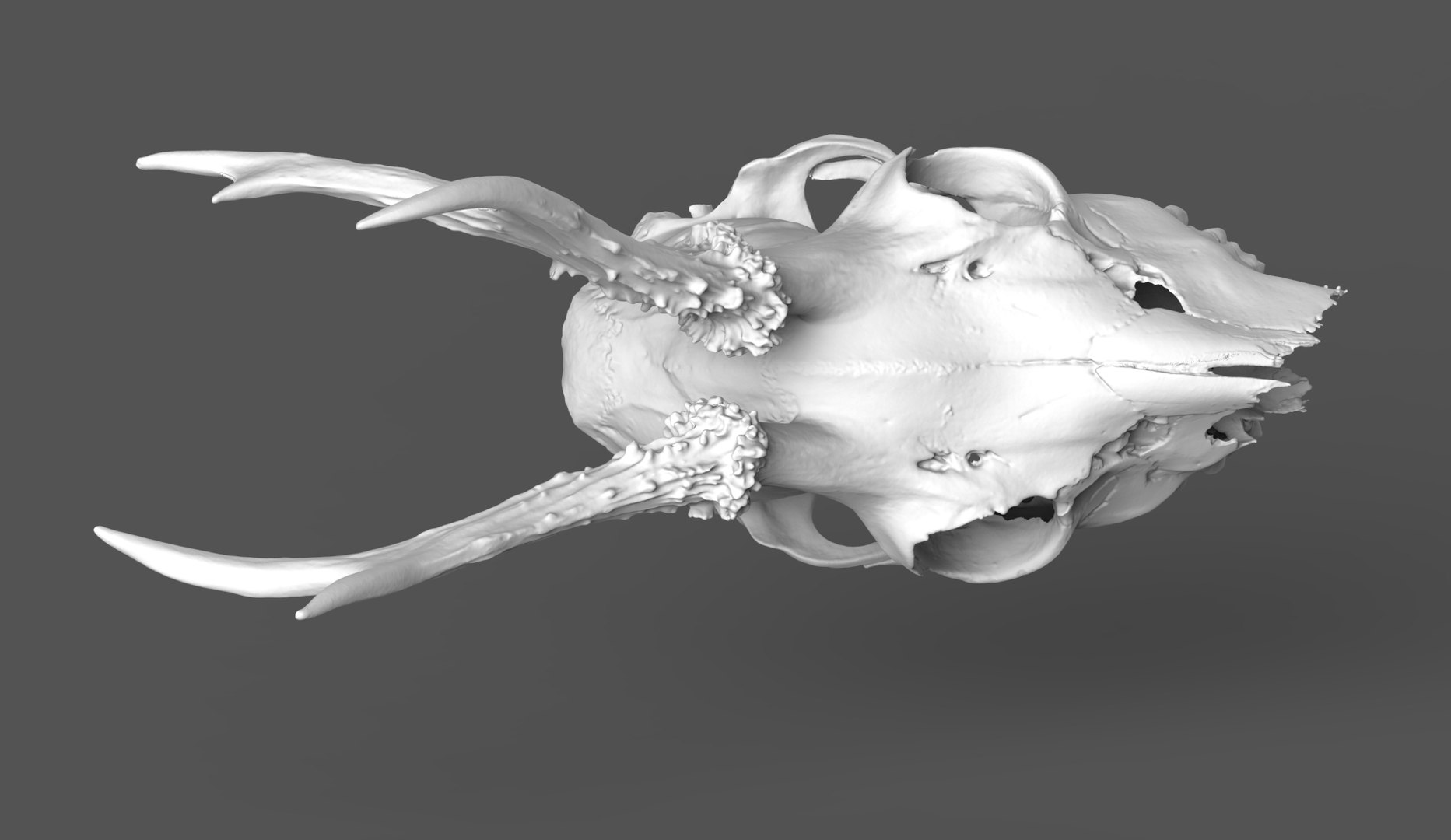 Naturally Weathered European Roe Deer Skull - No Lower Jaw 3D Model ...
