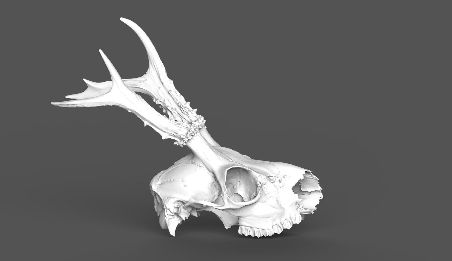 Naturally Weathered European Roe Deer Skull - No Lower Jaw 3D Model ...