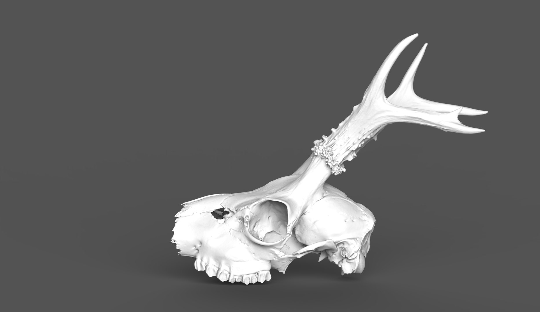 Naturally Weathered European Roe Deer Skull - No Lower Jaw 3D Model ...