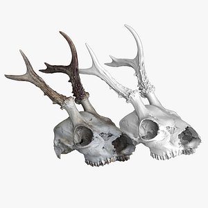 Naturally Weathered European Roe Deer Skull - No Lower Jaw 3D model
