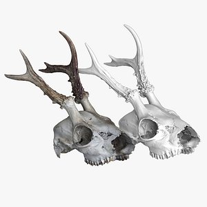 Naturally Weathered European Roe Deer Skull - No Lower Jaw