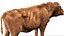 Cow Fur Rigged 3D 3D model
